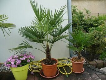 Palma Fortunei