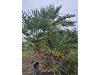 Žumara nízká - Chamareops Humilis - mrazuvzdorná palma