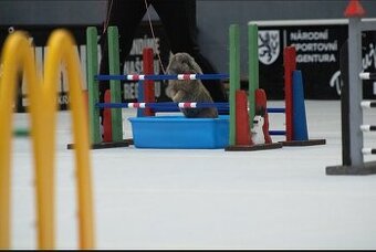 sportovní beránek - Čávo