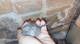 Osmák degu