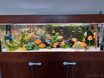 Akvarium - 1