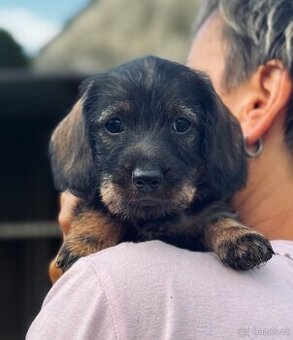 Jezevčík standard drsnosrstý- volné fenky s PP