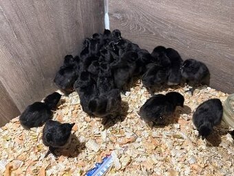 Kuřata Ayam cemani