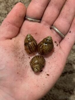 šnek africký-achatina