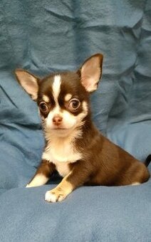 Čivava krátkosrstá