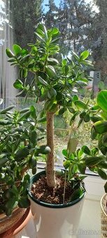 Tlustice - Crassula ovata