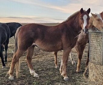 Stáj Zámek Ellischau - Pony klisna nar. 2013