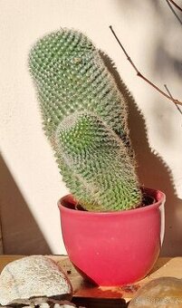 Krasavec kaktus, cca 15 cm