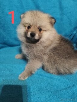 Špic pomeranian štěňátko