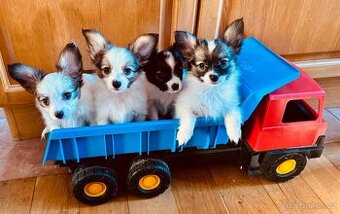 Papillon - domaci mazlicek