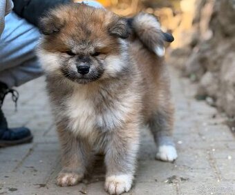 Akita Inu s PP - rodokmen FCI