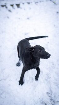 Francis - 5ti měsíční štěně, veselá bláznivá holčička