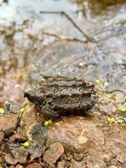 Macrochelys temminckii / kajmanka supí CB