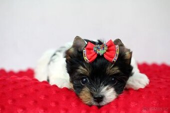 biewer yorkshire terrier s PP