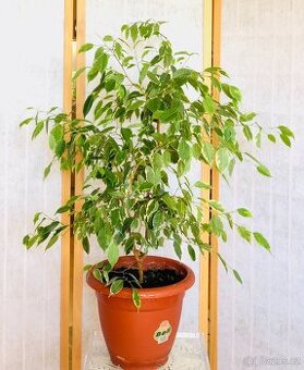 Fíkus Ficus benjamina Golden King/Twilight, březový fík 1m - 1