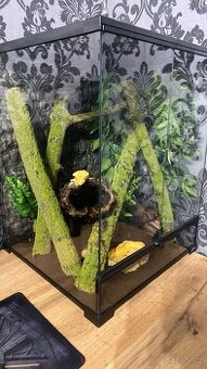 Terarium + pagekon