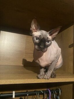 Prodám kočky sphynx