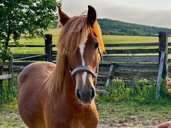 welsh cob D válašek - 1