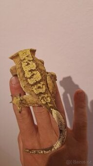 Pagekon řasnatý (Correlophus ciliatus) - 1