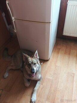 Canis Lupus forma Domesticus kříženec - 1