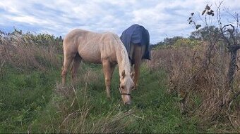 QH hřebeček top reining původ