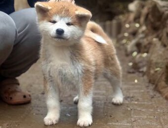 Akita Inu fenka s průkazem původu