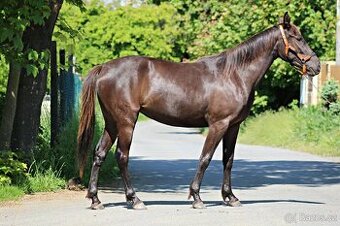 8letá chovná zdravá vranka ST v PK KK, CS