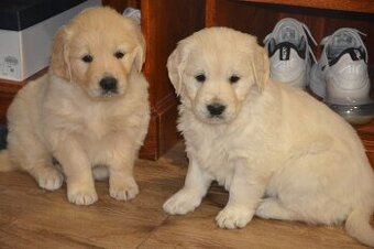 Zlatý retrívr - holčičky