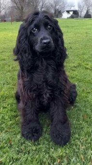 Anglický Kokršpaněl