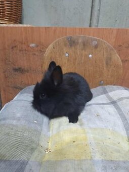 Predám zakrslých králikov