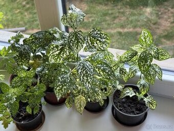 Zelenobílá kropenatá pokojová rostlina