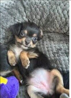 Jorkšírský teriér