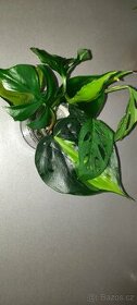 Sada zakořeněných řízků - monstery, philodendrony, synga