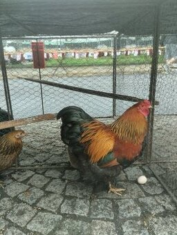 Kohouti Zdr. Brahmanky