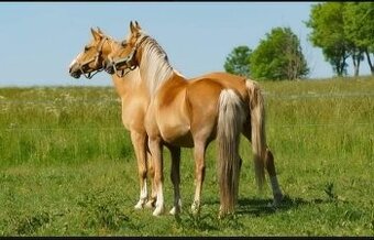 Prodám zemědělský Pozemek. - 1