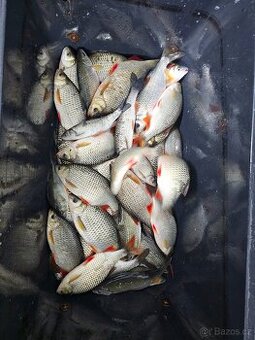 Prodej ryb z jarních lovení