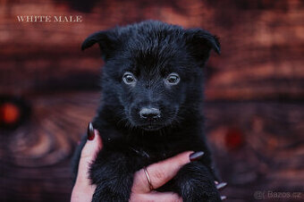 Nemecky ovcak - celocerny pejsek s PP