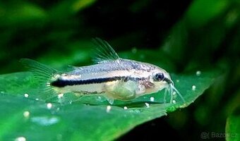 Pancéřníček malý - Corydoras pygmaeus