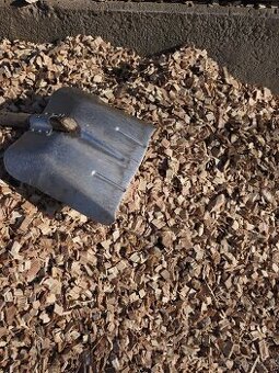 Štěpka, dubová okrasná