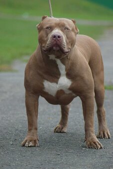 🐾 American Bully XL – krycí pes SBK Busan 🔥