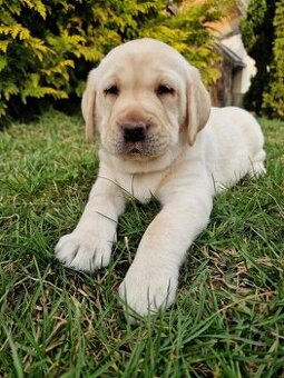 Labradorský retriever s PP