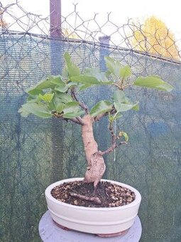 Bonsai, bonsaj Smokvoň