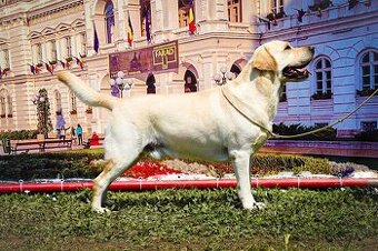 Nabídka krytí - labrador s PP