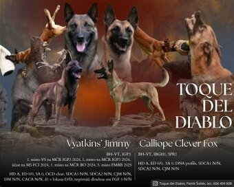 Belgický ovčák Malinois