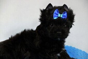 yorkshire terrier black s PP