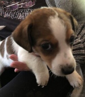 Jack russel teriér