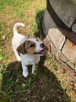 Jack russel teriér