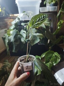 Monstera Karstenianum ( Peru ) č.2