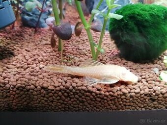 Ancistrus