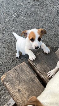 Jack Russell terier